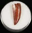Serrated Raptor Tooth From Morocco - #10781-1